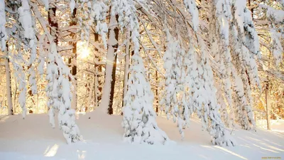 Новогодние забавы | Фотогалереи | Известия