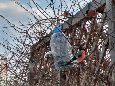 Зимние кормушки для птиц в саду. | Маленький дом, сад и не только | Дзен