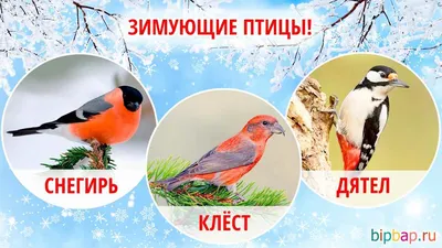 Зимние птицы | Пикабу