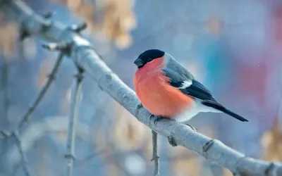 Все зимние птицы (36 фото) - красивые фото и картинки 
