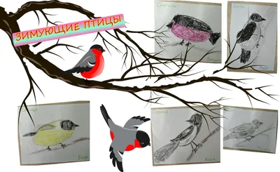 Красивые зимующие птицы картинки для детей