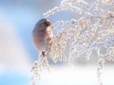 Зимующие птицы. 37 Фото | Домашние животные - самое важное | Дзен