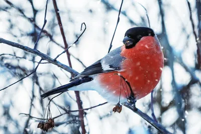 Аппликация "Зимние птицы - Снегири Синицы" – купить в интернет-магазине   с доставкой