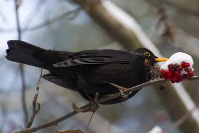 Красивые птицы зимой. Зимующие птицы у кормушки. Birds Russia. - YouTube