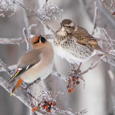 Зимние картинки с птичками красивые - 69 фото