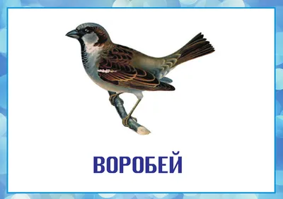 Зимующие птицы. Игры, дидактические пособия, страница 10. Воспитателям  детских садов, школьным учителям и педагогам - Маам.ру