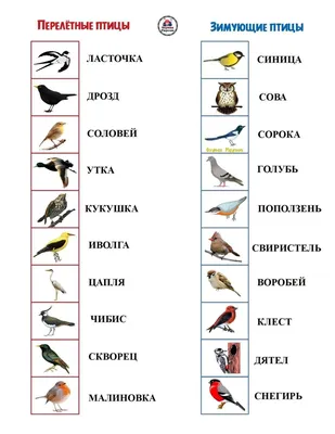 Картинки зимующих птиц для детского сада - 61 фото
