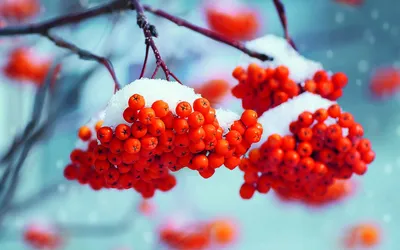 Красные ягоды зимой на дереве - 62 фото