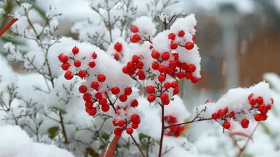 Зимняя ягода. Обсуждение на LiveInternet - Российский Сервис  Онлайн-Дневников