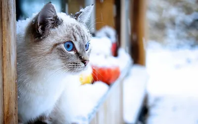 Зимние с кошками картинки