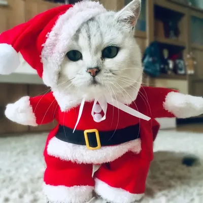 Зимние рождественские костюмы для домашних кошек | AliExpress