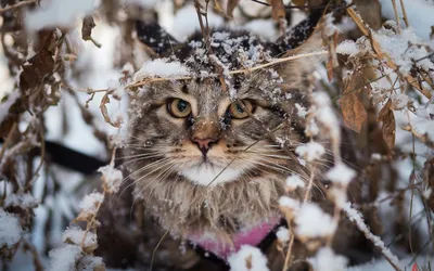 зимние личинки котэ / личинки котэ :: большие кошки :: снежный барс ::  живность :: леопард :: котэ (прикольные картинки с кошками) / смешные  картинки и другие приколы: комиксы, гиф анимация, видео, лучший  интеллектуальный юмор.