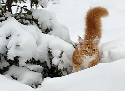 Последние зимние котеги