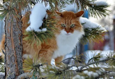 Весёлые коты на зимней горке» — создано в Шедевруме