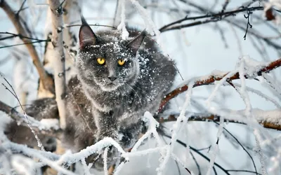 Зимние прогулки с кошкой: когда и кому можно