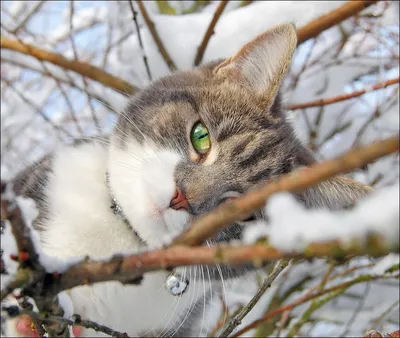 Коты-обнимашки зимние (C-0204) – купить в Москве | Рукоделов.Ру