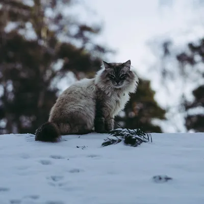 Суровые коты из Финляндии на зимних просторах. ФОТО