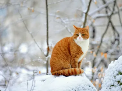Зимние коты Зеленогорска | Пикабу