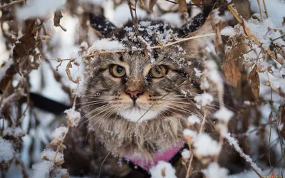 Зимний кот. | Лолкот.Ру