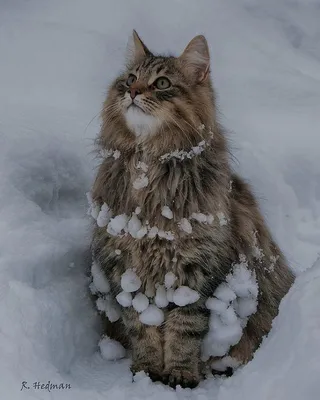 Планета котов, зимний лес, эстетично…» — создано в Шедевруме