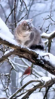 Открытки со схемами «Зимние птички» – Owlforest Embroidery