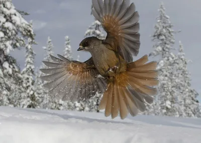 Какие птицы прилетают зимой? Зимние птицы - кочевники | Природа и экология  | annie_wild_life | Дзен