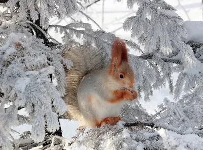 Зимние пейзажи с животными - 79 фото