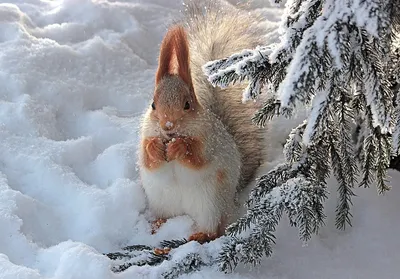 Зимние пейзажи с животными - 79 фото