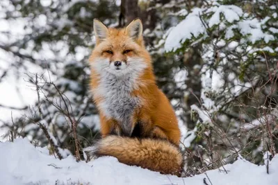 Красивый зимний пейзаж с животными» — создано в Шедевруме