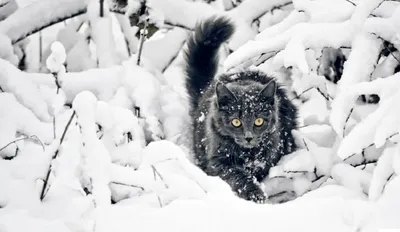 Winter's Warm Spark: An Orange Cat in Snow | Кошачьи фотографии, Кошачьи,  Животные