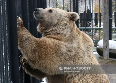 Берегите лапы и хвосты! Советы по уходу за домашними животными в зимний  период |  | Магнитогорск - БезФормата