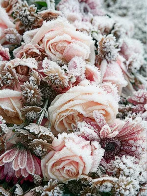 Картинки зимние цветы красивые (64 фото) » Картинки и статусы про  окружающий мир вокруг