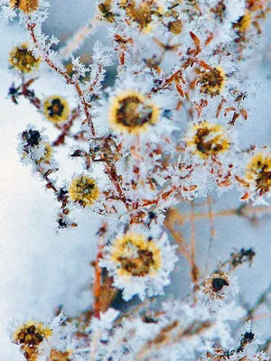 Зимние цветы / Зимние цветы