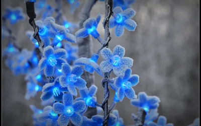 Красивые зимние цветы (40 фото) - 40 фото