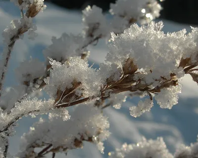 Фотообои Зимние цветы в узорах | Купить в Москве, низкие цены,  интернет-магазин Artpolygraf
