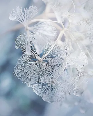 Зимние цветы / Зимние цветы / Фотография на 
