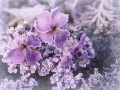 Акварель, зима, зимние цветы, замё…» — создано в Шедевруме