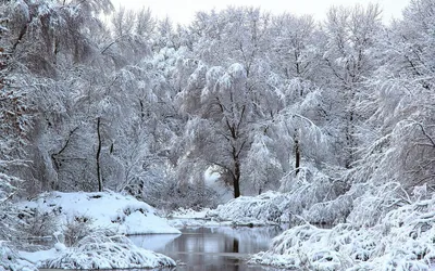 Зимний лес фото высокого качества: фото, изображения и картинки