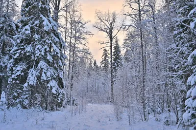 Зимние зарисовки