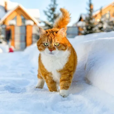 Картинки кошка Рыжий зимние снегу Животные