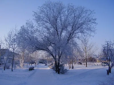 Картина "Солнечный ,зимний день в лесу."