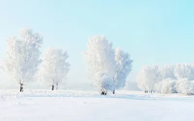 Обои снег, деревья, winter, snow, sun, зимний день, sunlight картинки на  рабочий стол, раздел природа - скачать