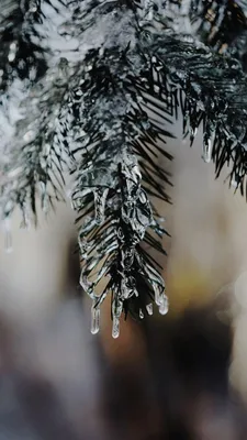 Красивые зимние картинки добрый день (46 фото) » Юмор, позитив и много  смешных картинок