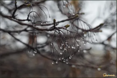 Зимний дождь в Нью-Йорке - openTV