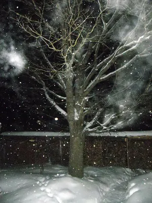 Зимний дуб (31 фото) - 31 фото