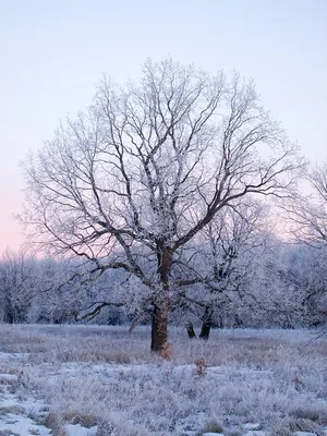 Зимний дуб (31 фото) - 31 фото
