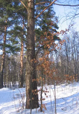 Зимний дуб рядом с наметённым сугробом — Фото №1385805