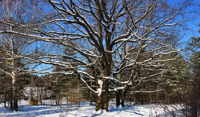 Wood ПРЕМИУМ 1 Зимний Дуб (id 108283268), купить в Казахстане, цена на  