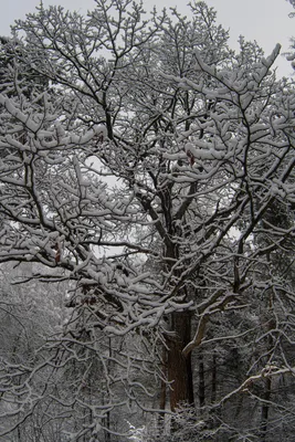 Иллюстрация Зимний дуб в стиле пейзаж | 