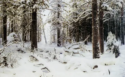 Красивый зимний лес фон - 67 фото